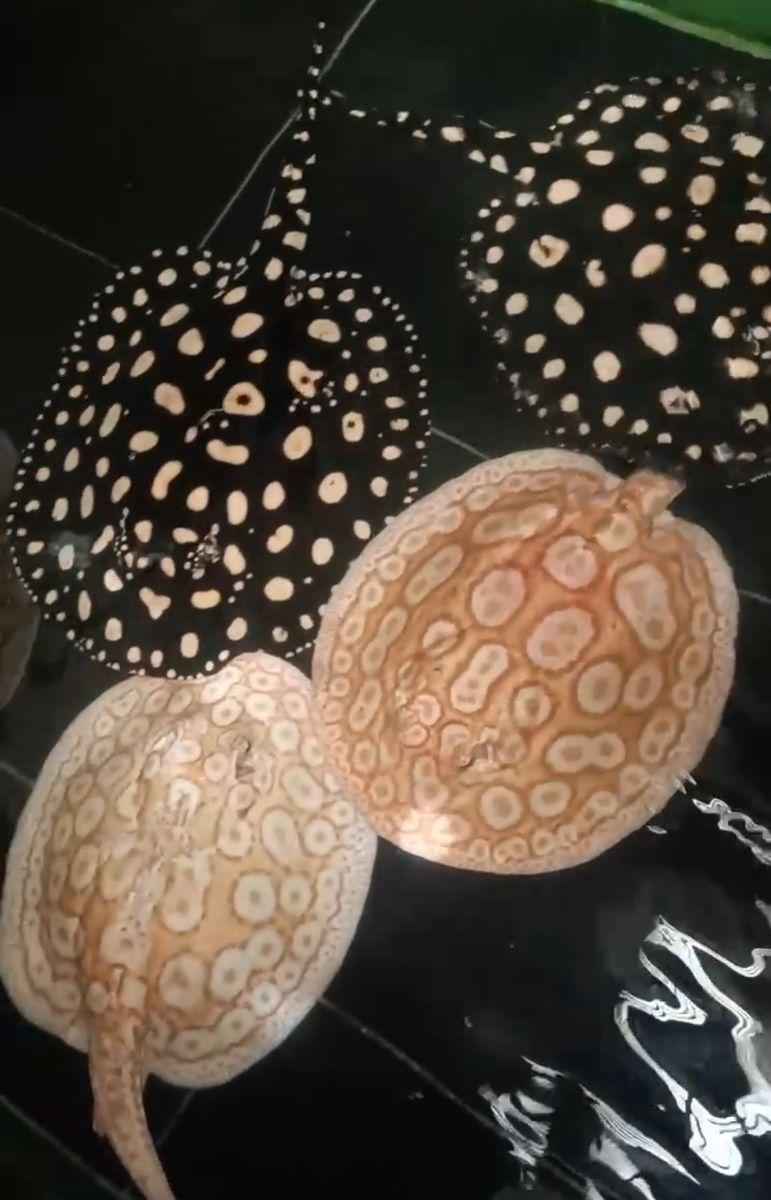 Patterned freshwater stingray at Sui Fish Farm