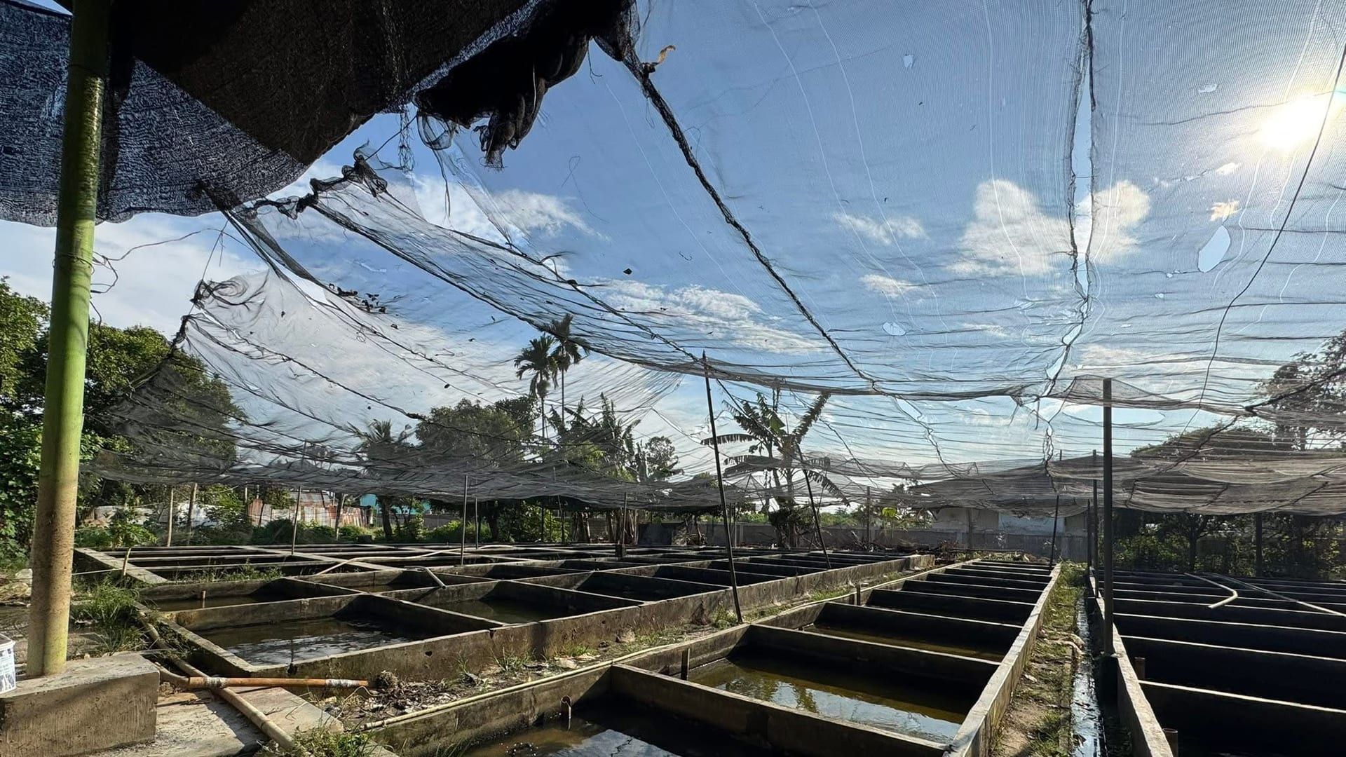 Aerial view of outdoor breeding pools under shade netting at Sui Fish Farm