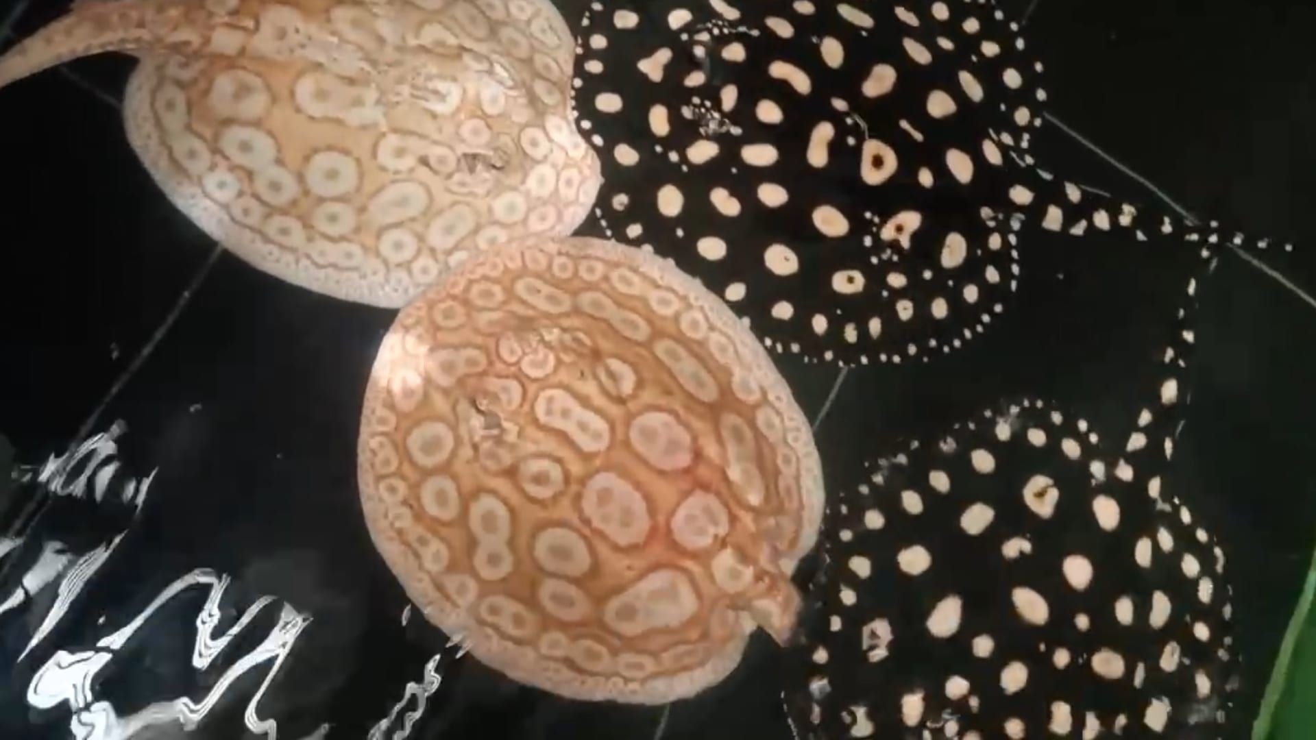 Exotic freshwater stingrays with intricate patterns at Sui Fish Farm