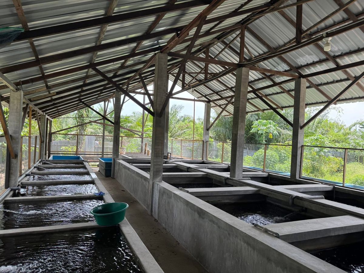 Indoor breeding facility with rows of fish tanks at Sui Fish Farm